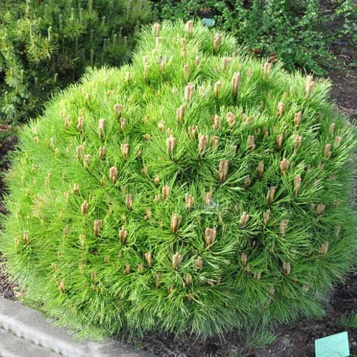 Pušis (Lot Pinus) 'Marie Bregeon' C15 40-50 CM | PUŠYS | SPYGLIUOČIAI