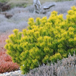Pušis kalninė (Lot Pinus mugo) 'Carsten' C13 30-35 CM - nuotrauka 3