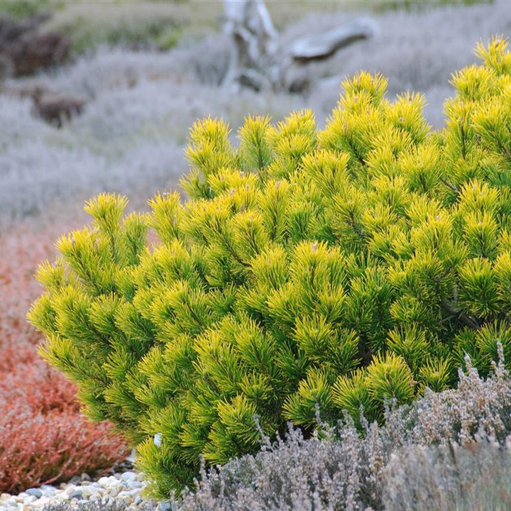 Pušis kalninė (Lot Pinus mugo) 'Carsten' C3/P19 12-15 CM | PUŠYS | SPYGLIUOČIAI