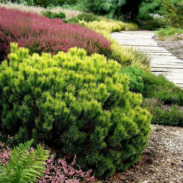 Pušis kalninė (Lot Pinus mugo) 'Carsten's Winter Gold' C7,5/P26 30-40 CM