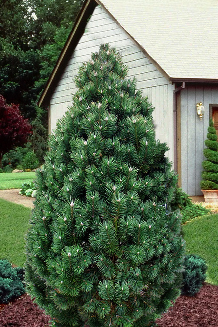 Pušis kalninė (Lot Pinus mugo) 'Columbo' C3/P19 30-40 CM