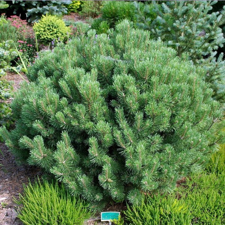 Pušis kalninė (Lot Pinus mugo) 'Gnom Findling' C10 30-40 CM
