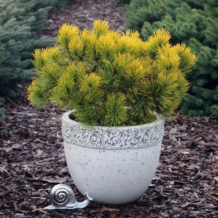 Pušis kalninė (Lot Pinus mugo) 'Golden Glow' C3/P19 15-20 CM | PUŠYS | SPYGLIUOČIAI