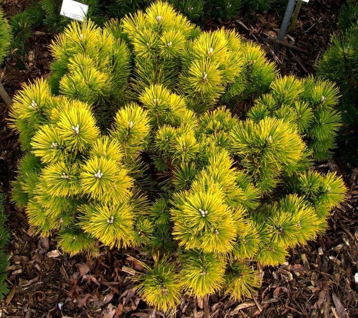 Pušis kalninė (Lot Pinus mugo) 'Golden Glow' C3/P19 12-15 CM | PUŠYS | SPYGLIUOČIAI