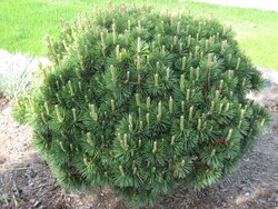 Pušis kalninė (Lot Pinus mugo) 'Gnom' C5/P23 25-30 CM - nuotrauka 3