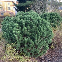 Pušis kalninė (Lot Pinus mugo) 'Gnom' C7,5/P26 30-40 CM - nuotrauka 2