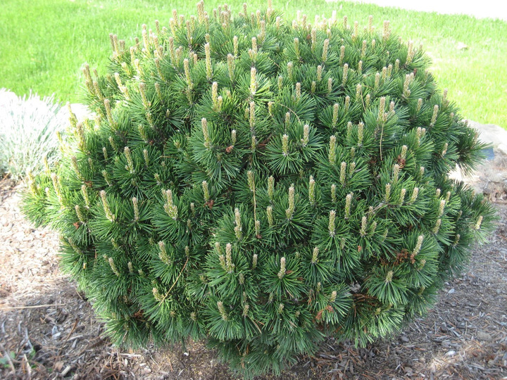 Pušis kalninė (Lot Pinus mugo) 'Gnom' C7,5/P26 50-60 CM *