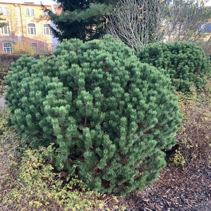 Pušis kalninė (Lot Pinus mugo) 'Gnom' C10 35-40 CM
