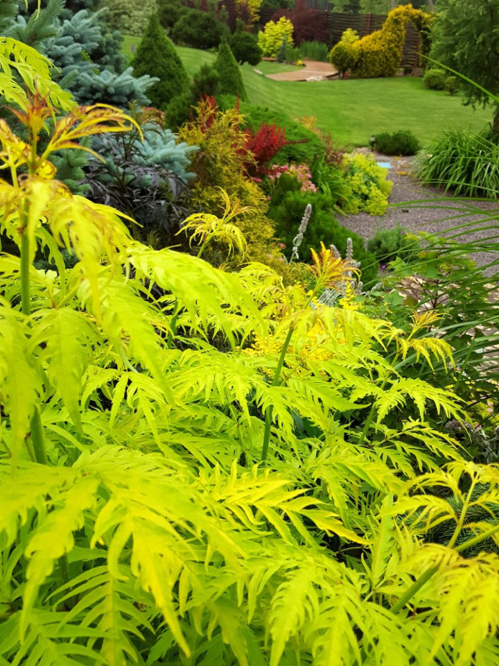 Šeivamedis raudonuogis (Lot Sambucus racemosa) 'Sutherland Gold' C5/P23 50-60 CM-ŠEIVAMEDŽIAI-KRŪMAI
