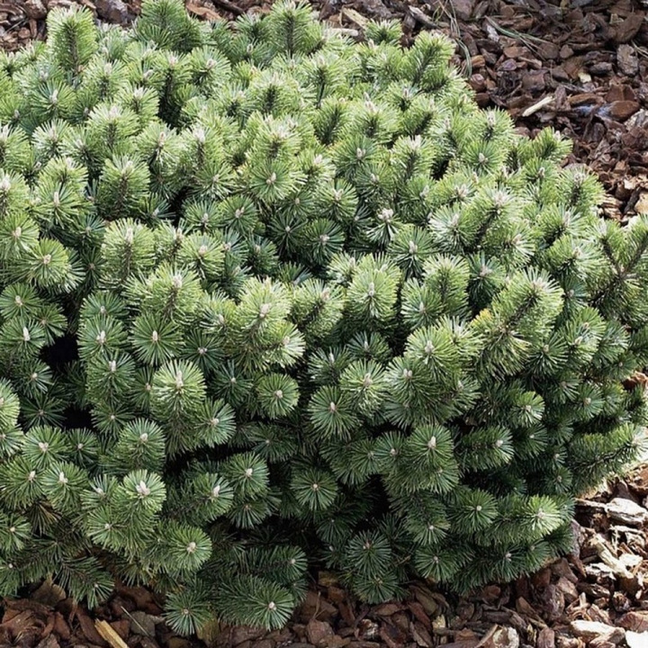 Pušis kablelinė (Lot Pinus uncinata) 'Heideperle' C10 40-50 CM | PUŠYS | SPYGLIUOČIAI