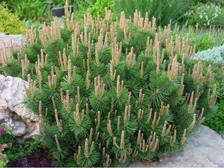 Pušis kalninė (Lot Pinus mugo) 'Humpy' C10 35-40 CM