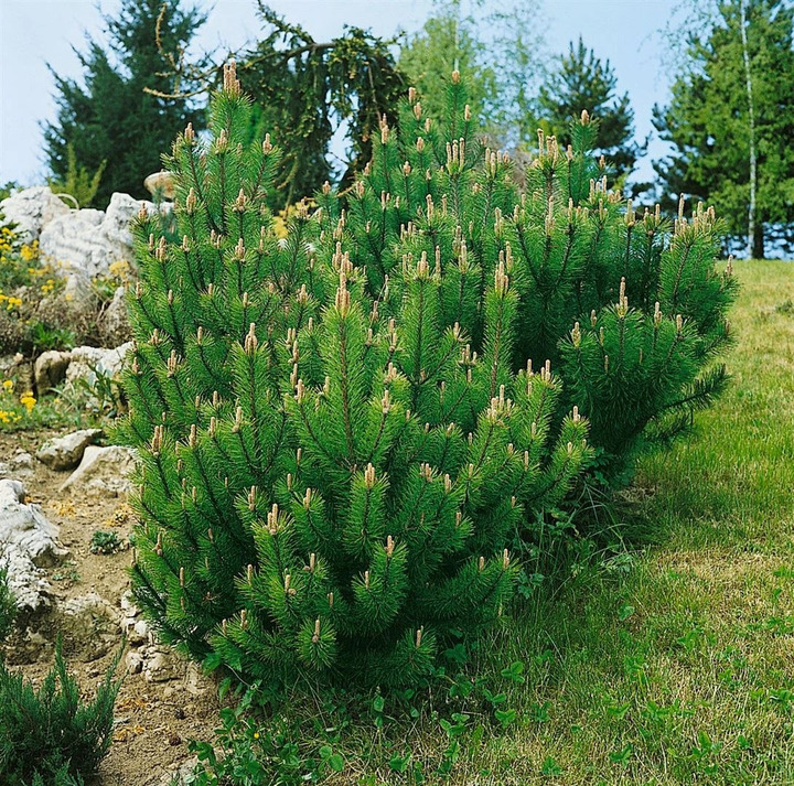 Pušis kalninė (Lot Pinus mugo) 'Laurin' C5/P23 30-40 CM