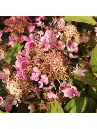 Šluotelinė hortenzija (Lot Hydrangea pan.) 'Early Sensation' C3/P19 40-50 CM-ŠLUOTELINĖS HORTENZIJOS-HORTENZIJOS