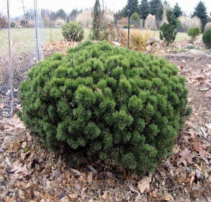 Pušis kalninė (Lot Pinus mugo) 'Mops' C6,5/P24 25-30 CM | PUŠYS | SPYGLIUOČIAI