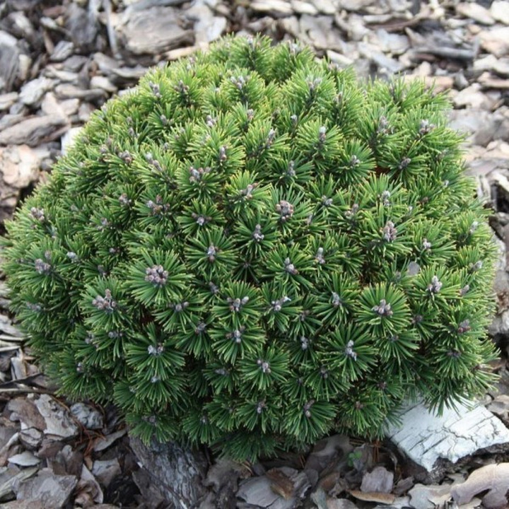 Pušis kalninė (Lot Pinus mugo) 'Mini Mops' C5/P23 20-25 CM | PUŠYS | SPYGLIUOČIAI