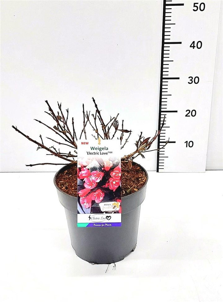 Veigelės (Lot Weigela) 'Electric Love' C5/P23 30-40 CM-VEIGĖLĖS-KRŪMAI
