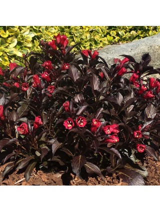 Veigelės (Lot Weigela) 'Electric Love' C5/P23 30-40 CM-VEIGĖLĖS-KRŪMAI