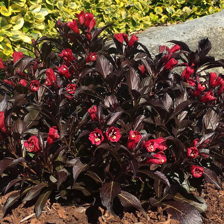 Veigelės (Lot Weigela) 'Electric Love' C5/P23 30-40 CM-VEIGĖLĖS-KRŪMAI