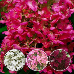 Šluotelinė hortenzija (Lot Hydrangea pan.) 'Wim's Red' C3/P19 40-50 CM - nuotrauka 3