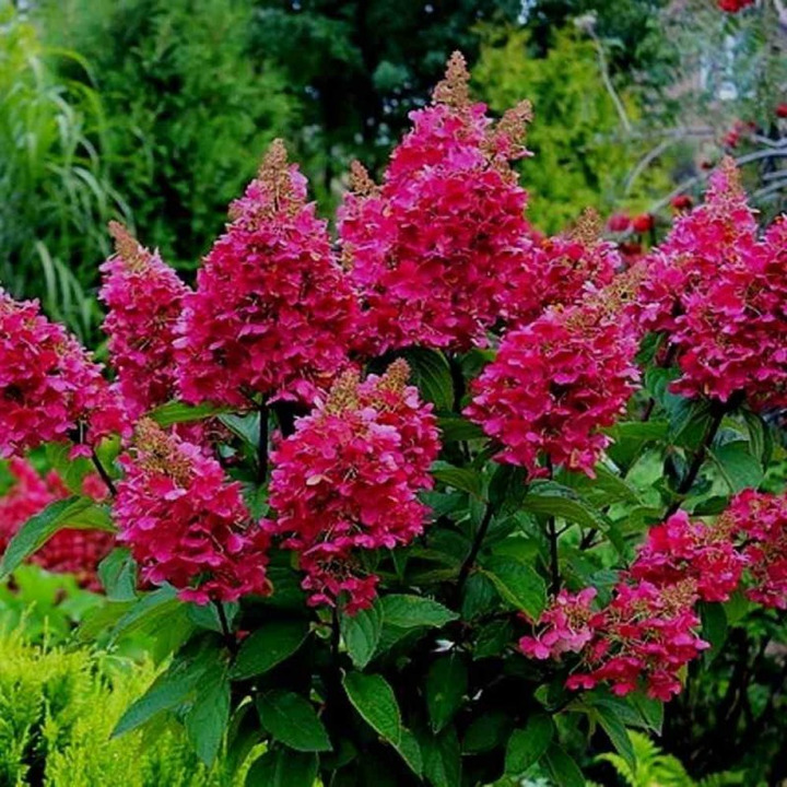 Šluotelinė hortenzija (Lot Hydrangea pan.) 'Wim's Red' C3/P19 25-30 CM | ŠLUOTELINĖS HORTENZIJOS | HORTENZIJOS