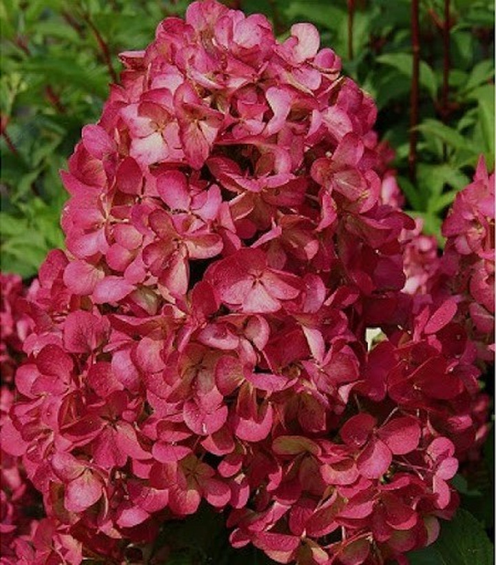 Šluotelinė hortenzija (Lot Hydrangea pan.) 'Wim's Red' C3/P19 25-30 CM | ŠLUOTELINĖS HORTENZIJOS | HORTENZIJOS