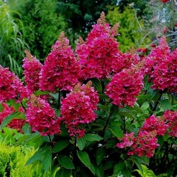 Šluotelinė hortenzija (Lot Hydrangea pan.) 'Wim's Red' C10 60-80 CM - nuotrauka 3
