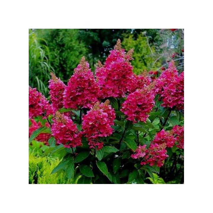Šluotelinė hortenzija (Lot Hydrangea pan.) 'Wim's Red' C7,5/P26 STIEBAS 90 CM