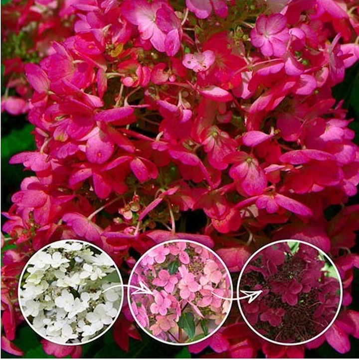 Šluotelinė hortenzija (Lot Hydrangea pan.) 'Wim's Red' C5/P23 80-100 CM