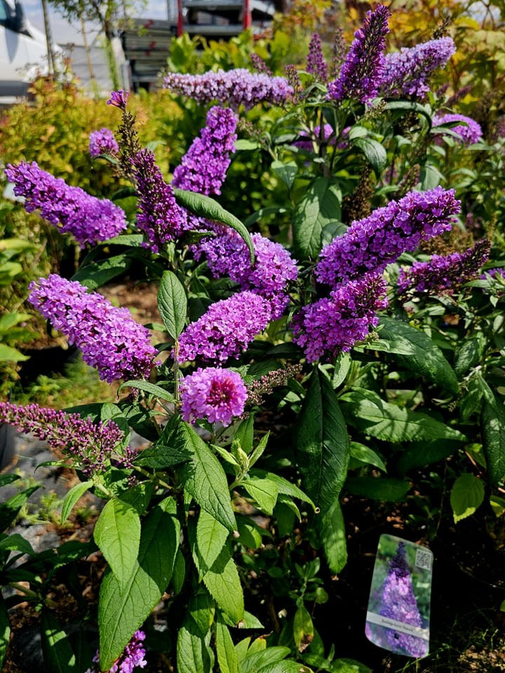 Budlėja Davido (Lot Buddleja d.) 'Peacock' C3/P19 30-40 CM | BUDLĖJOS | KRŪMAI