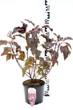 Pūslenis putinalapis (Lot Physocarpus op.) 'Lady in Red' C3/P19 40-50 CM - nuotrauka 2