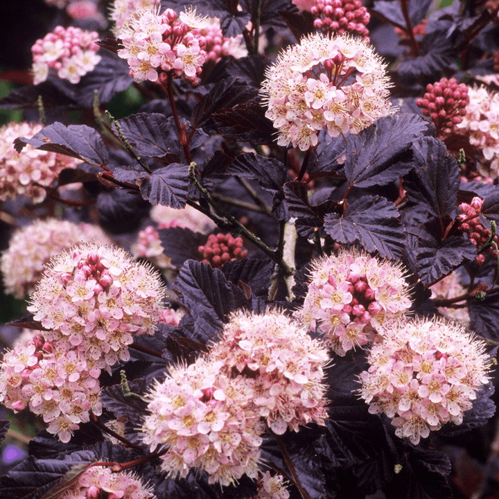 Pūslenis putinalapis (Lot Physocarpus op.) 'Lady in Red' C3/P19 40-50 CM | PŪSLENIAI | KRŪMAI