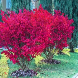 Ožekšnis sparnuotasis (Lot Euonymus alatus) 'Compactus' C5/P23 40-60 CM - nuotrauka 3