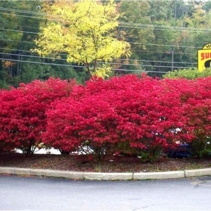 Ožekšnis sparnuotasis (Lot Euonymus alatus) 'Compactus' C10 50-60 CM