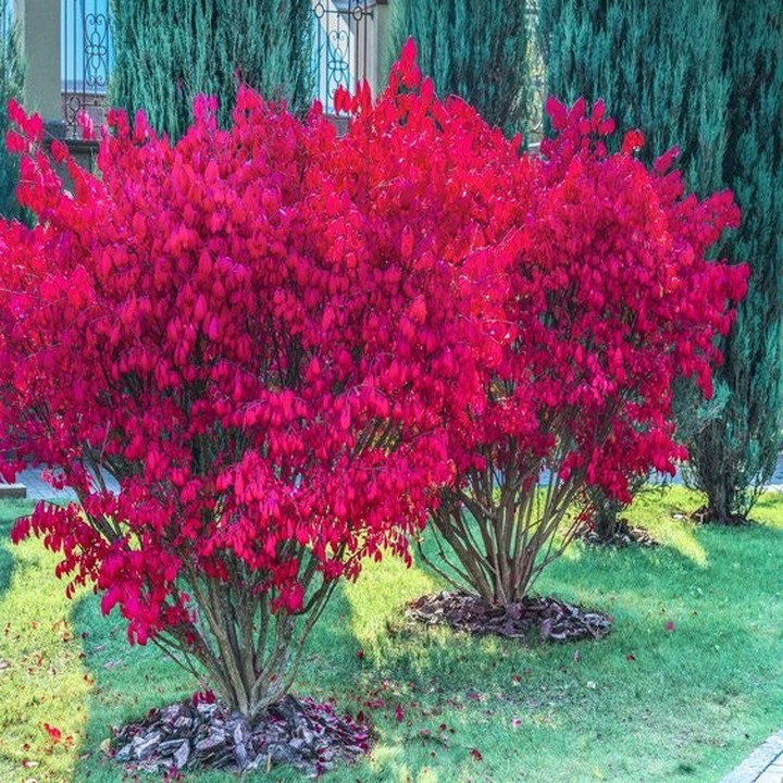 Ožekšnis sparnuotasis (Lot Euonymus alatus) 'Compactus' C10 50-60 CM