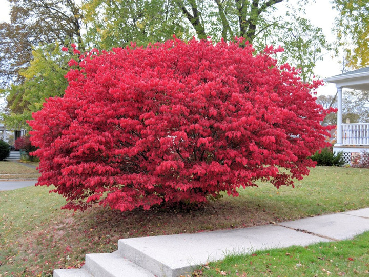 Ožekšnis sparnuotasis (Lot Euonymus alatus) 'Compactus' C4/P21 30-40 CM