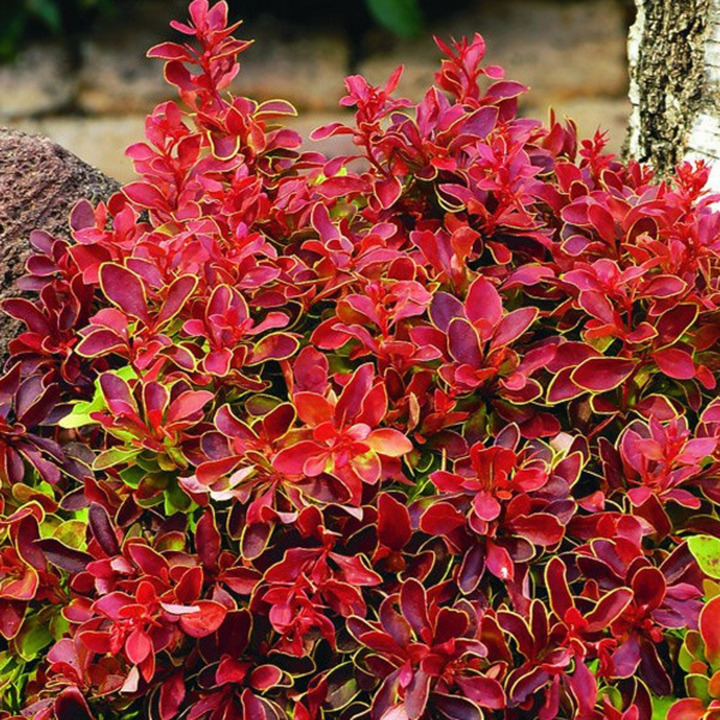 Raugerškis tunbergo  (Lot Berberis thunb.) 'Admiration' C10 40-50 CM