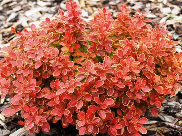 Raugerškis tunbergo  (Lot Berberis thunb.) 'Admiration' P9 JAUNI AUGALAI