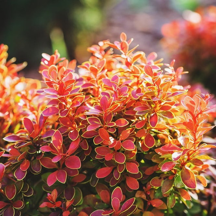 Raugerškis tunbergo  (Lot Berberis thunb.) 'Admiration' P9 JAUNI AUGALAI