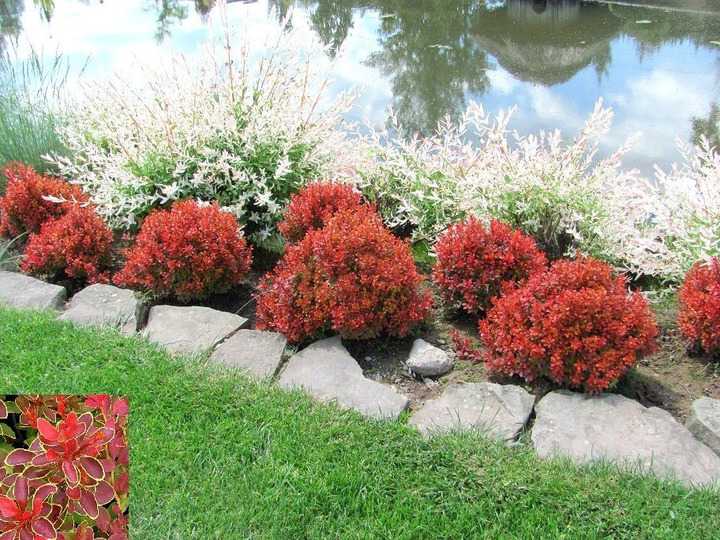 Raugerškis tunbergo  (Lot Berberis thunb.) 'Admiration' P9 JAUNI AUGALAI