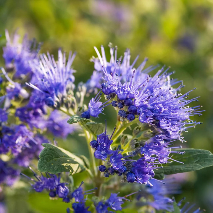 Sėpenė (Lot Caryopteris cl.) 'Heavenly Blue' C3/P19 40-50 CM