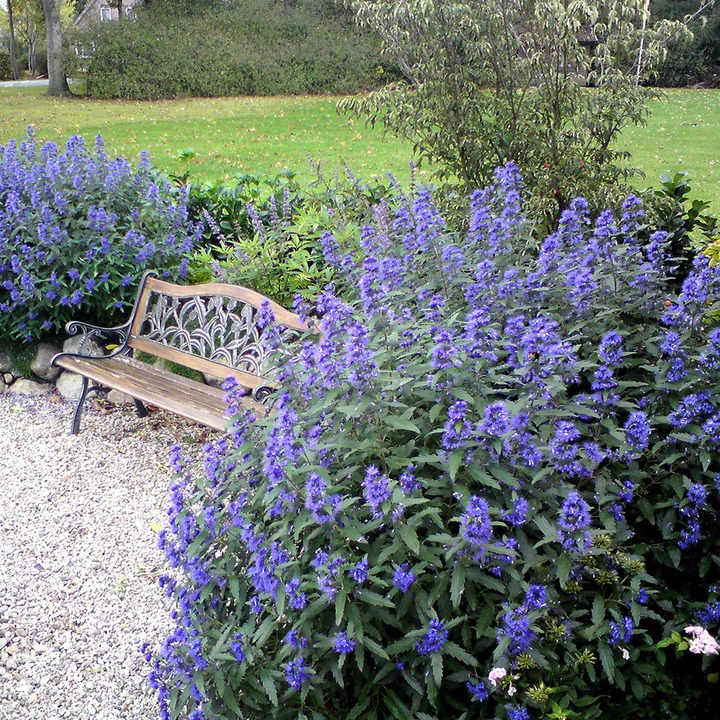 Sėpenė (Lot Caryopteris cl.) 'Heavenly Blue' C3/P19 40-50 CM