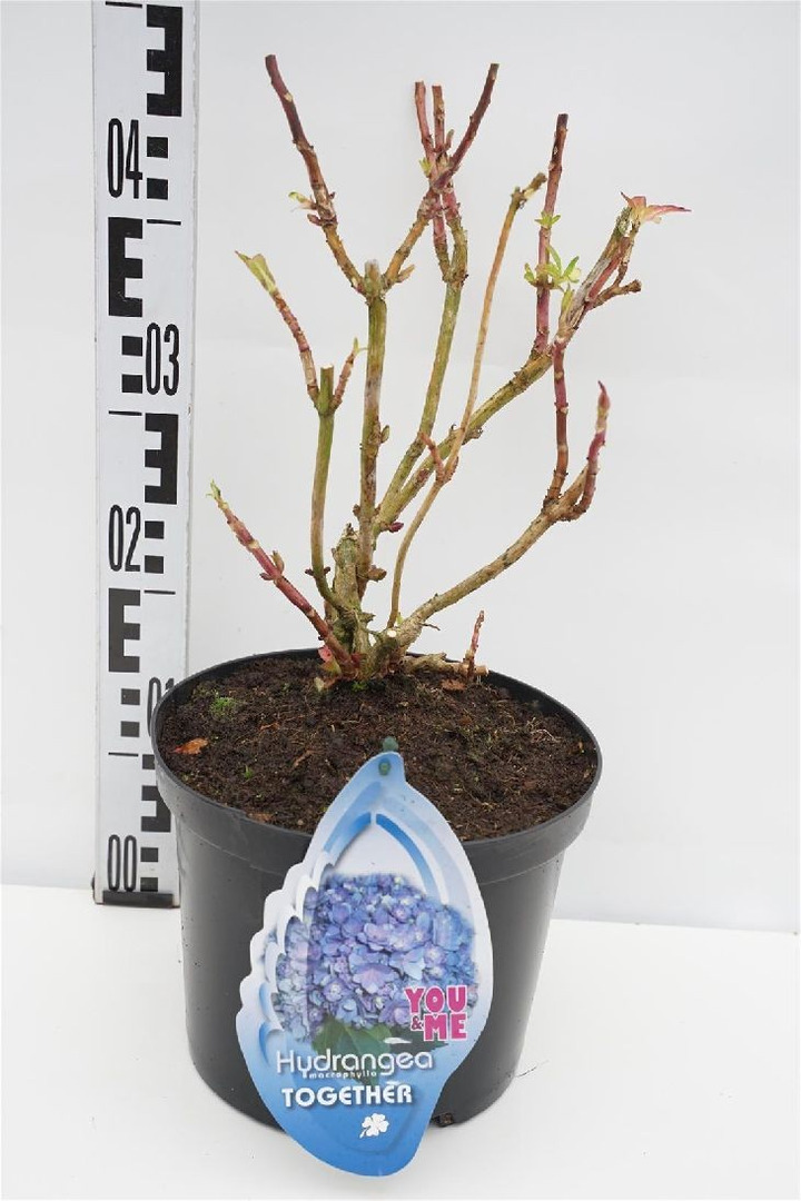 Hortenzija didžialapė (Lot Hydrangea m.) 'Together Blue' C5/P23