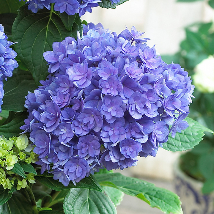 Hortenzija didžialapė (Lot Hydrangea m.) 'Together Blue' C5/P23