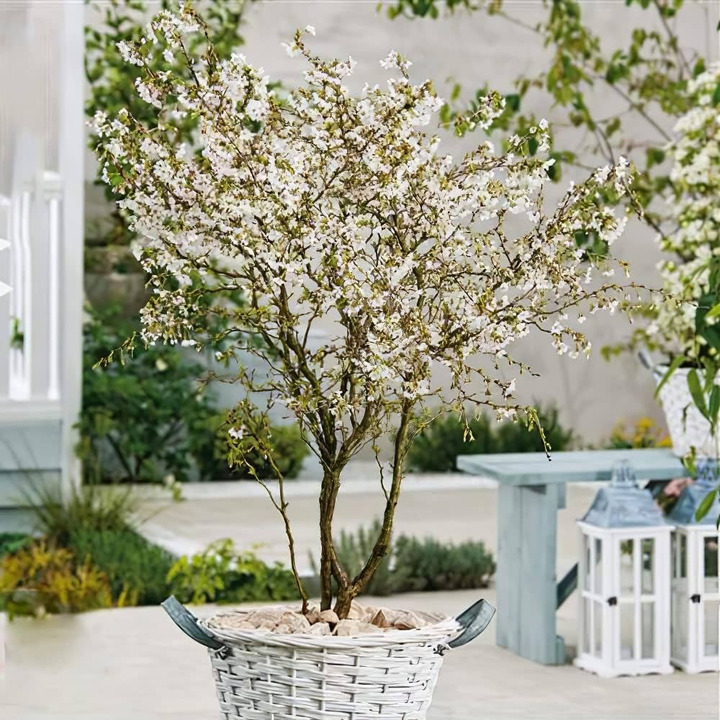 Vyšnia ankstyvoji (Lot Prunus incisa) 'Kojou-no-mai' C5/P23 BUSH