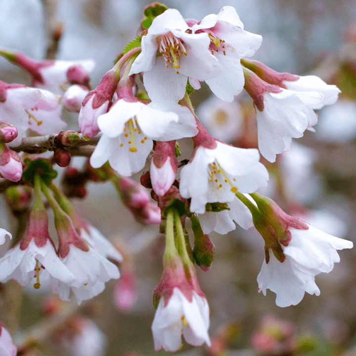 Vyšnia ankstyvoji (Lot Prunus incisa) 'Kojou-no-mai' C5/P23 BUSH