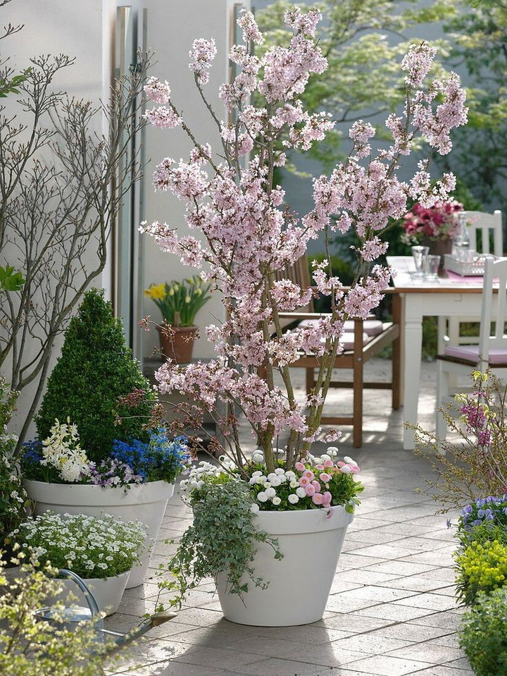 Vyšnia ankstyvoji (Lot Prunus incisa) 'Kojou-no-mai' C5/P23 BUSH