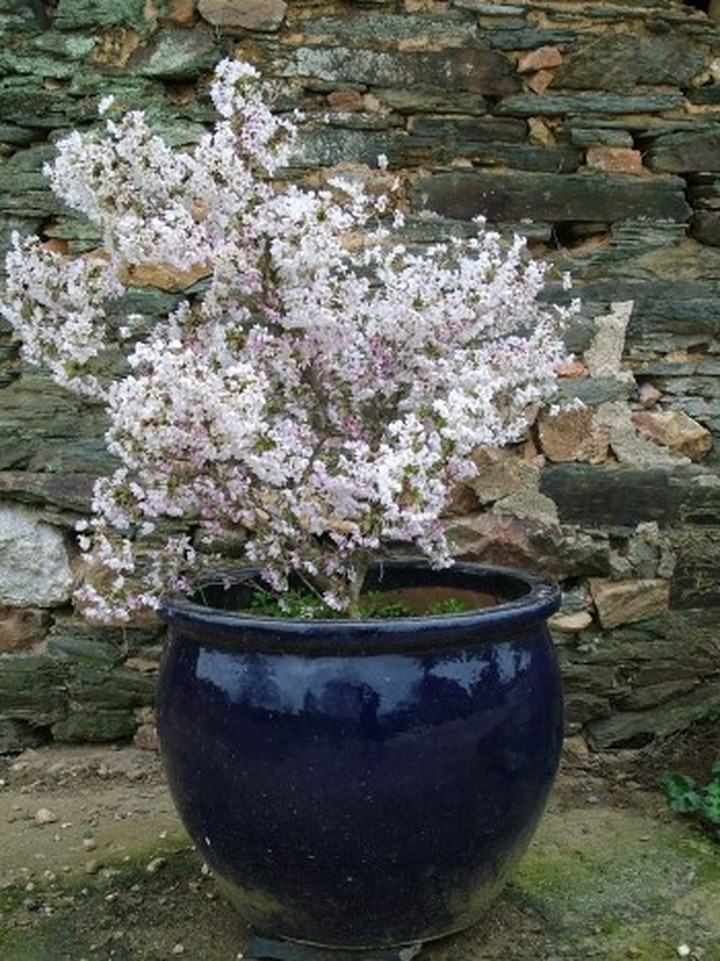 Vyšnia ankstyvoji (Lot Prunus incisa) 'Kojou-no-mai' C5/P23 BUSH