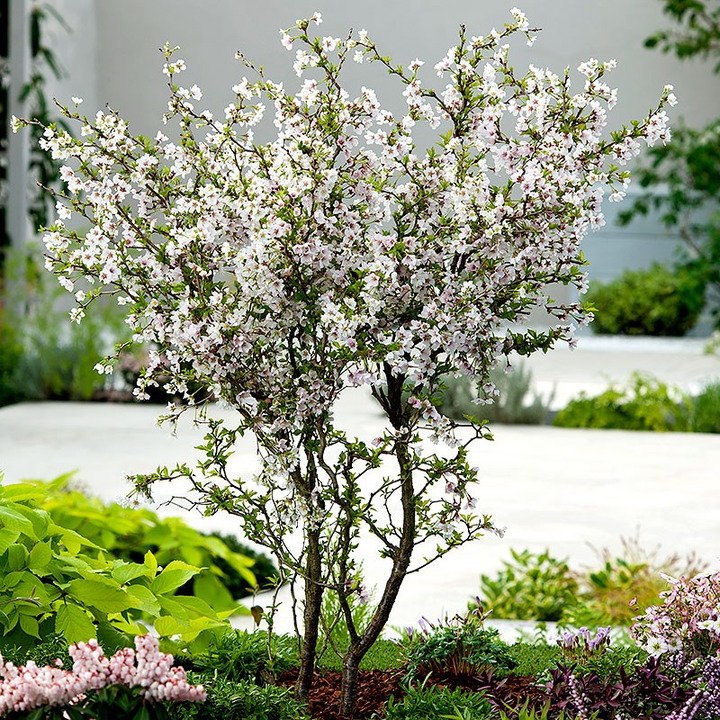 Vyšnia ankstyvoji (Lot Prunus incisa) 'Kojou-no-mai' C5/P23 BUSH