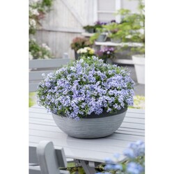 Flioksai (S) (Lot Phlox (S)) 'Emerald Cushion Blue' P9 JAUNI AUGALAI - nuotrauka 3