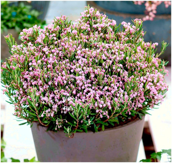 Balžuva siauralapė (Lot Andromeda polifolia) 'Compacta' C3/P19 25-30 CM